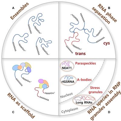 The Integral Role of RNA in Stress Granule Formation and Function